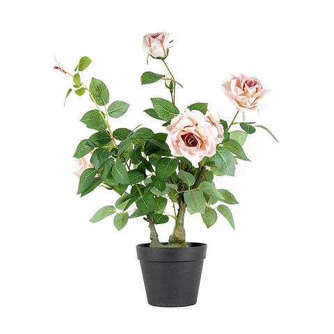 Potted Artificial Lagerfield Rose 50x65cm