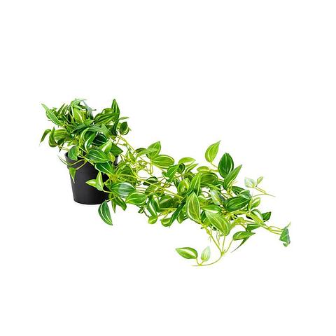Potted Hanging Artificial Green Weeper 20x72cm