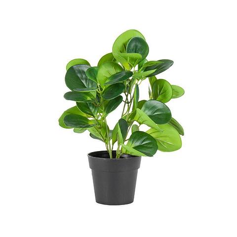 Potted Artificial Coin-Leaf Peperomia 23x31cm
