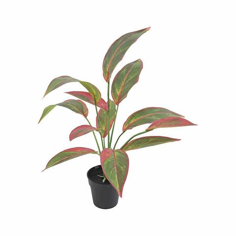 Potted Artificial Ruby Ficus 35x44cm